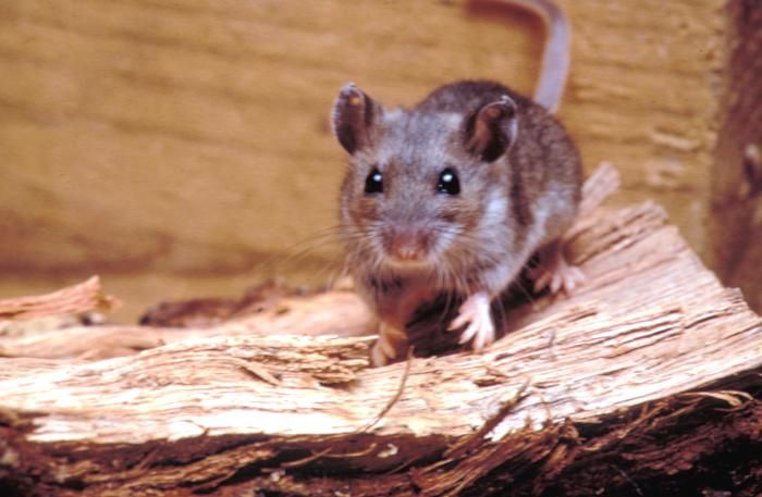 hantavirus, mouse, deer mouse, getout