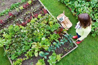 vegetable garden