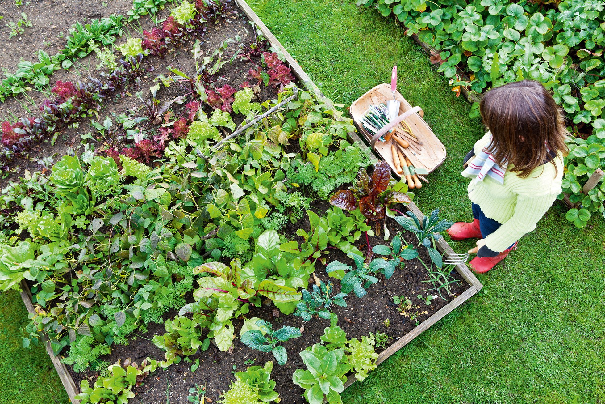 vegetable garden