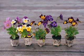 row of pansy plug plants on a wooden backdrop