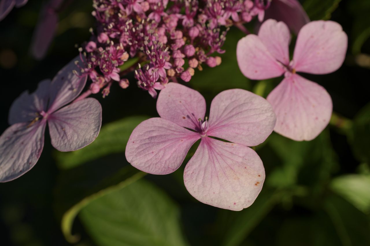 Closeup photo of flowers, taken with the Sony FE 70-200mm F4 II lens and A7C R
