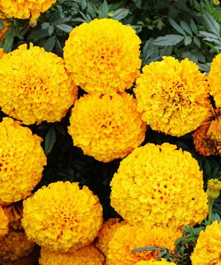 A close-up of a cluster of bright yellow marigold flowers with dark green leaves behind them