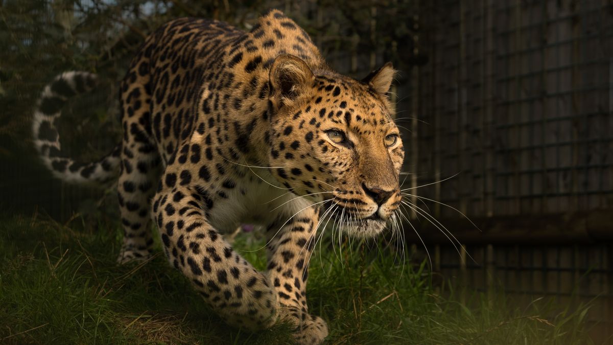 How to photograph big cats