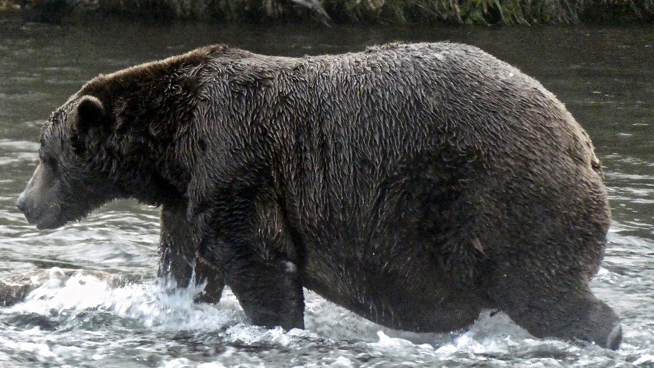 Bear 32 &mdash; "Chunk" &mdash; with dark brown coat, walking through the water.