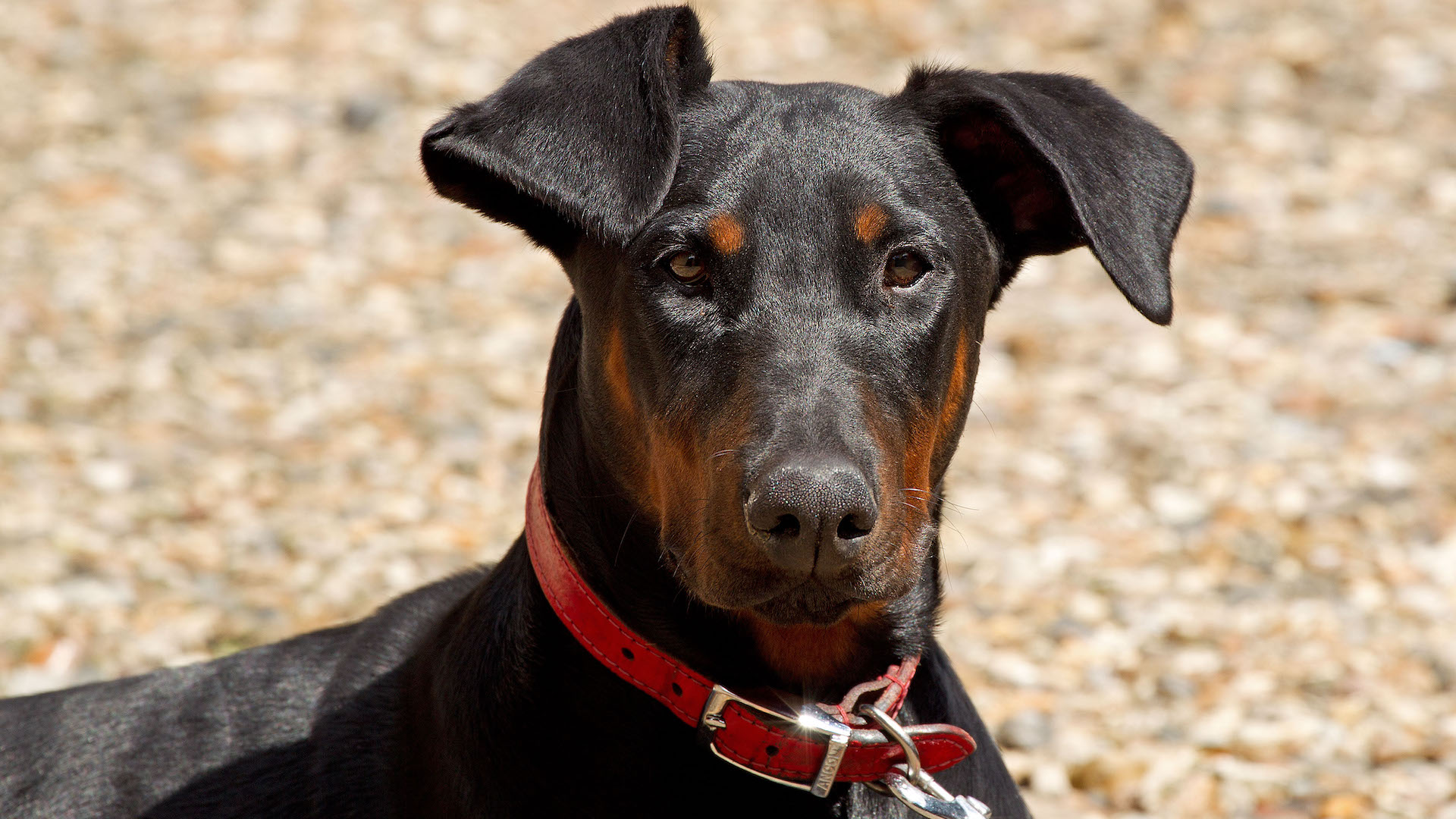 Head shot of Doberman Pinscher