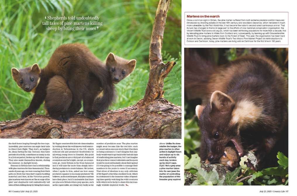 Country Life 23 July 2025 offers a celebration of greyhounds, steam power, pine martens and bedtime rituals.