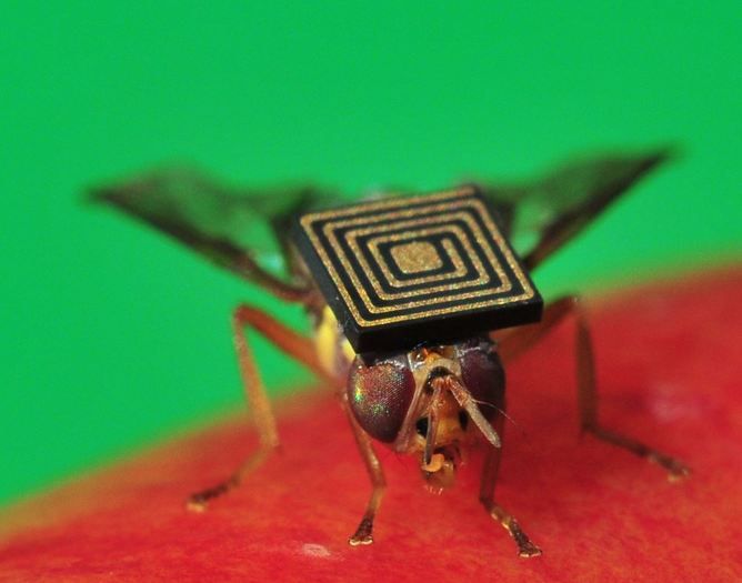 Queensland backpacker fruit fly, horticulture