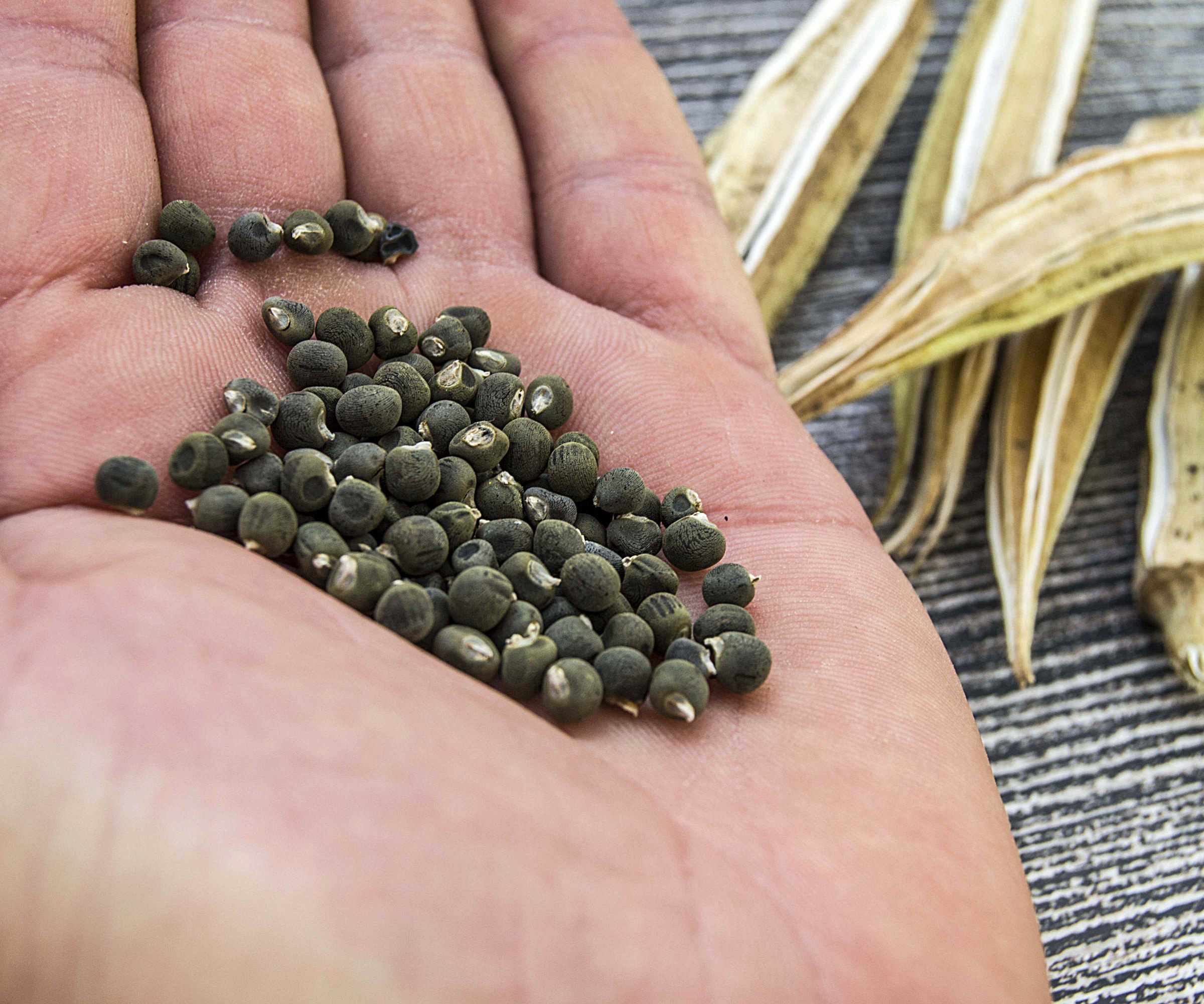 A hand holding okra seeds harvested from dry pods lying beside it