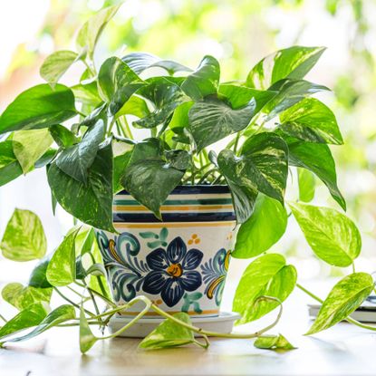 Pothos in a colorful pot