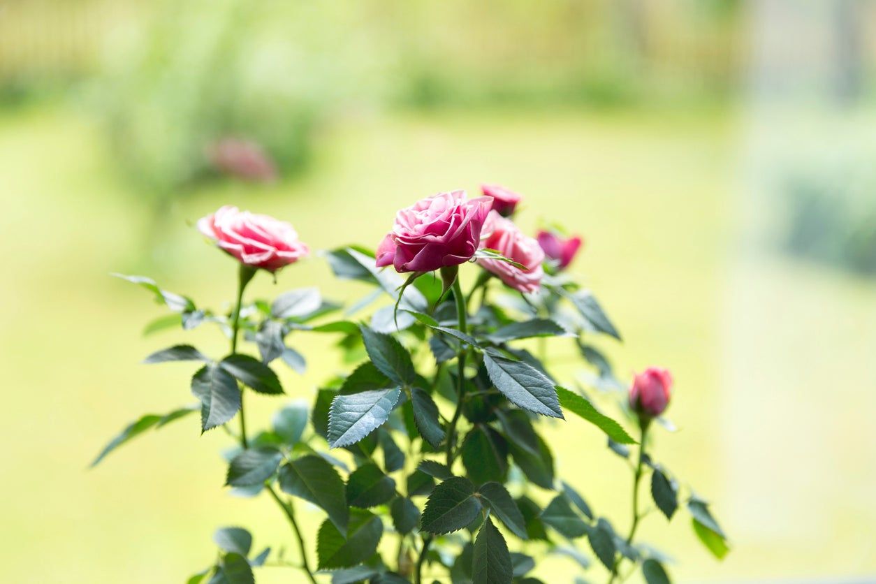 Growing Miniature Roses Indoors – How To Care For Indoor Mini Roses ...