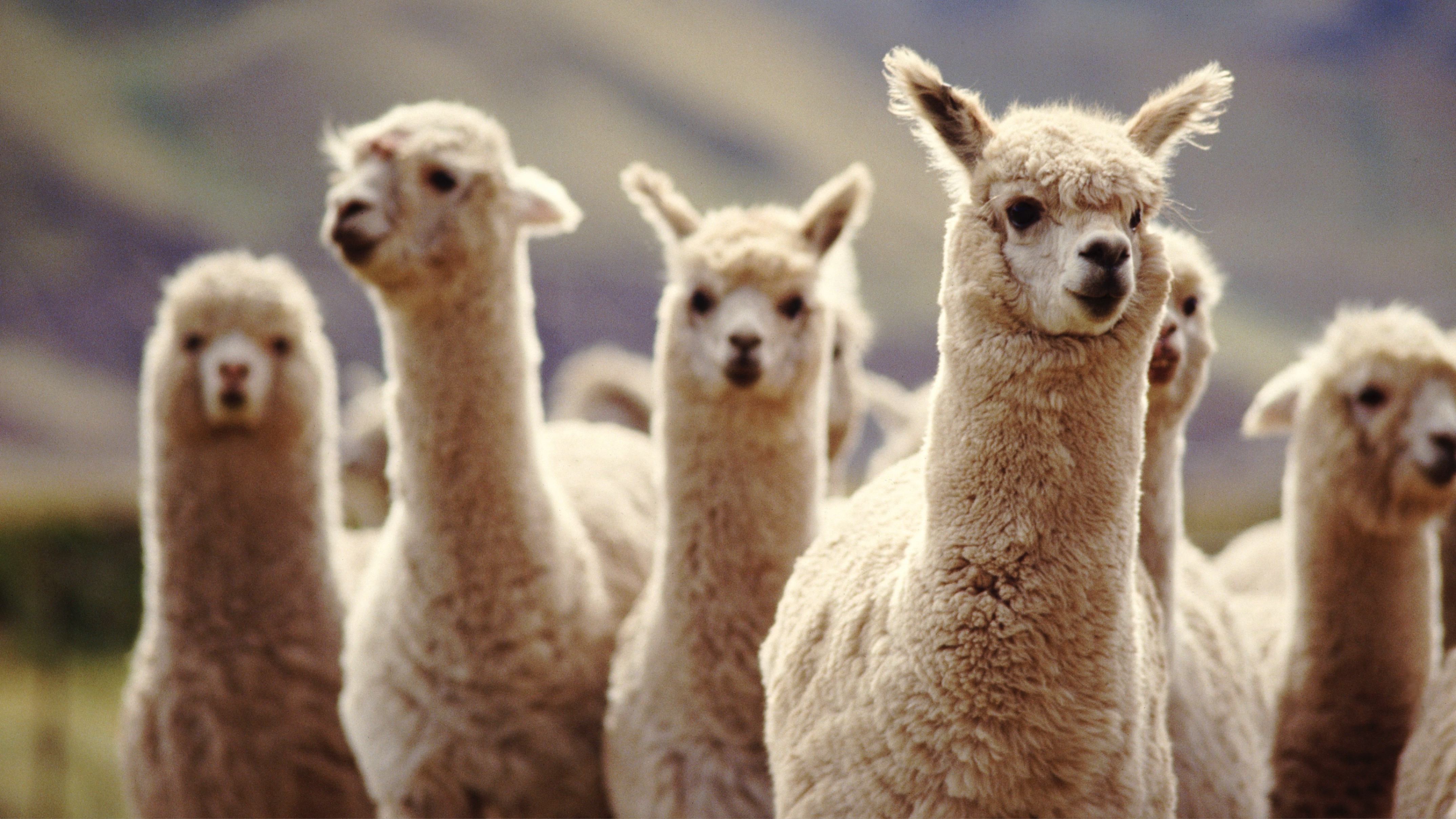 Herd of Alpaca