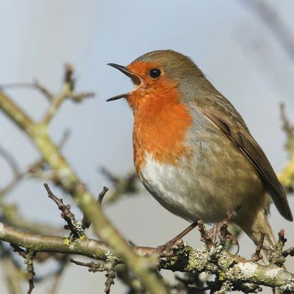 A robin on a branch
