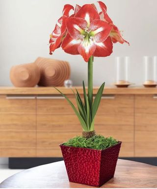 amaryllis Warmest Welcome Minerva