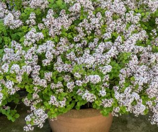 Pale lilac flowers of the the dwarf lilac, Syringa meyeri Palibin, growing in a terracotta pot