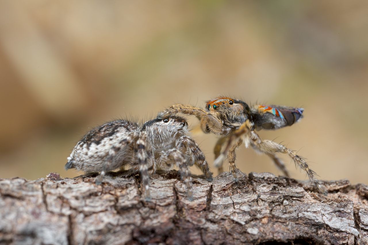 Maratus unicup mating.