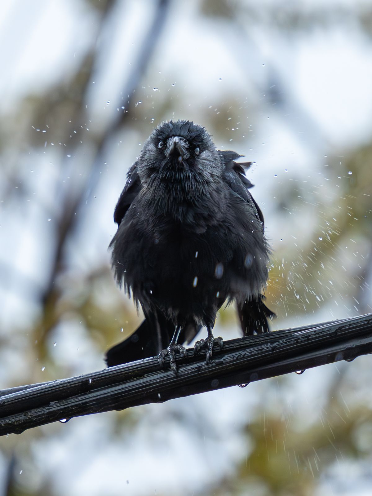 Jackdaw sitting on an electricity cable shaking water off