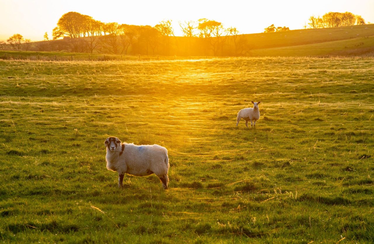 &#039;Are you talking to me?&#039; Sheep at Oakenclough, in the Forest of Bowland, captured by photographer.