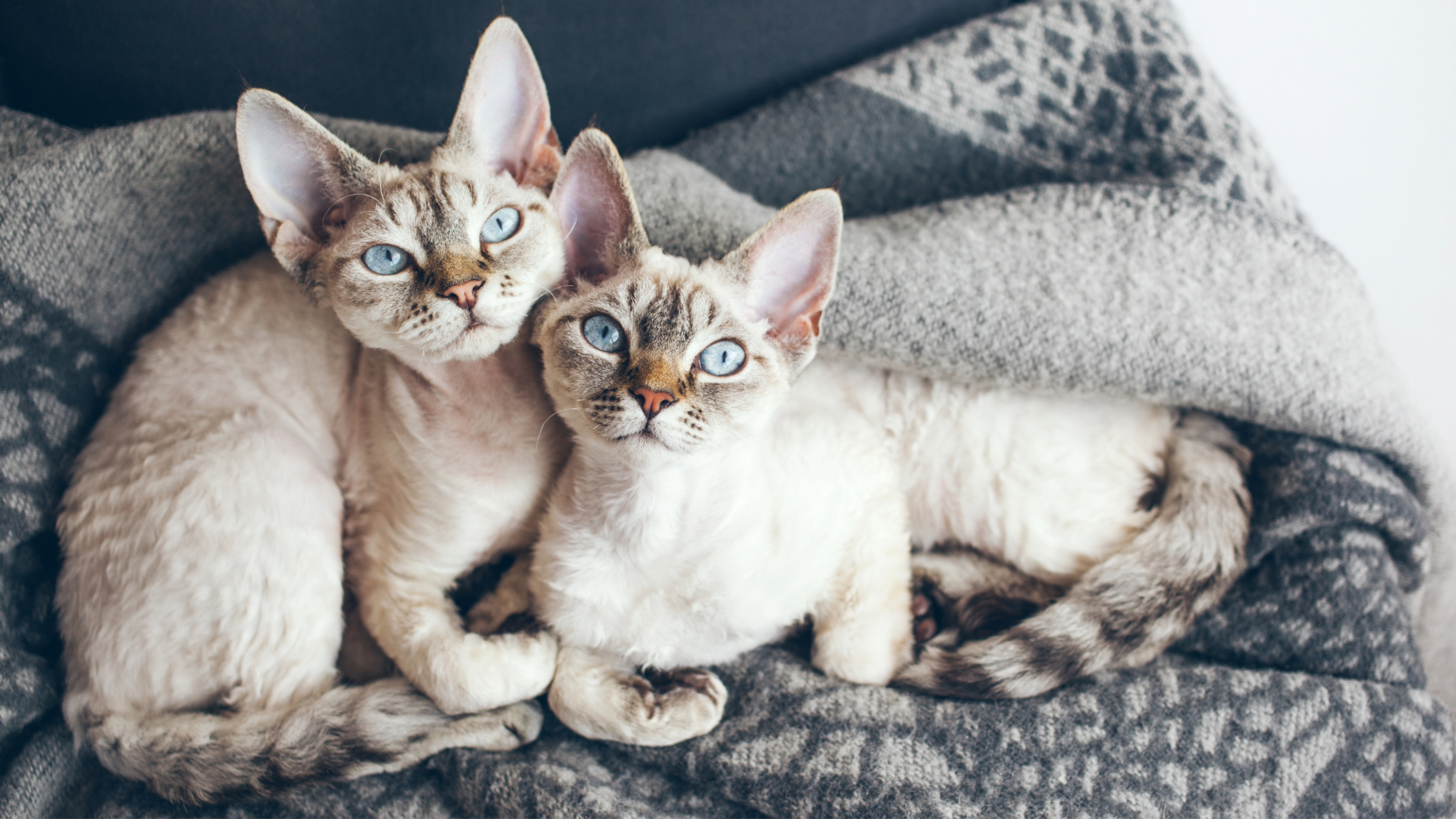 Two Devon Rex cats curled up together