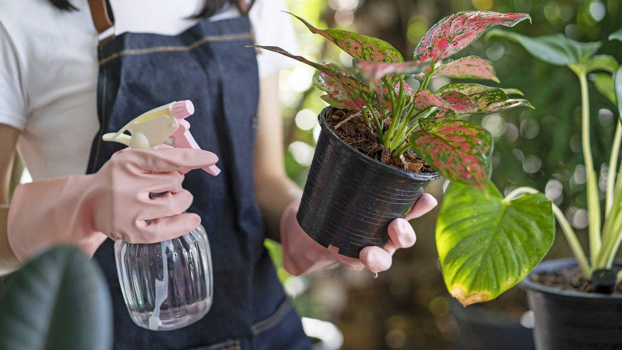 Misting houseplants with foliar spray