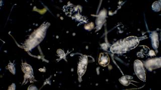 Tiny organisms known as plankton float in the darkness in this eerie picture teeming with life.