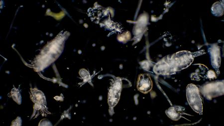 Tiny organisms known as plankton float in the darkness in this eerie picture teeming with life.