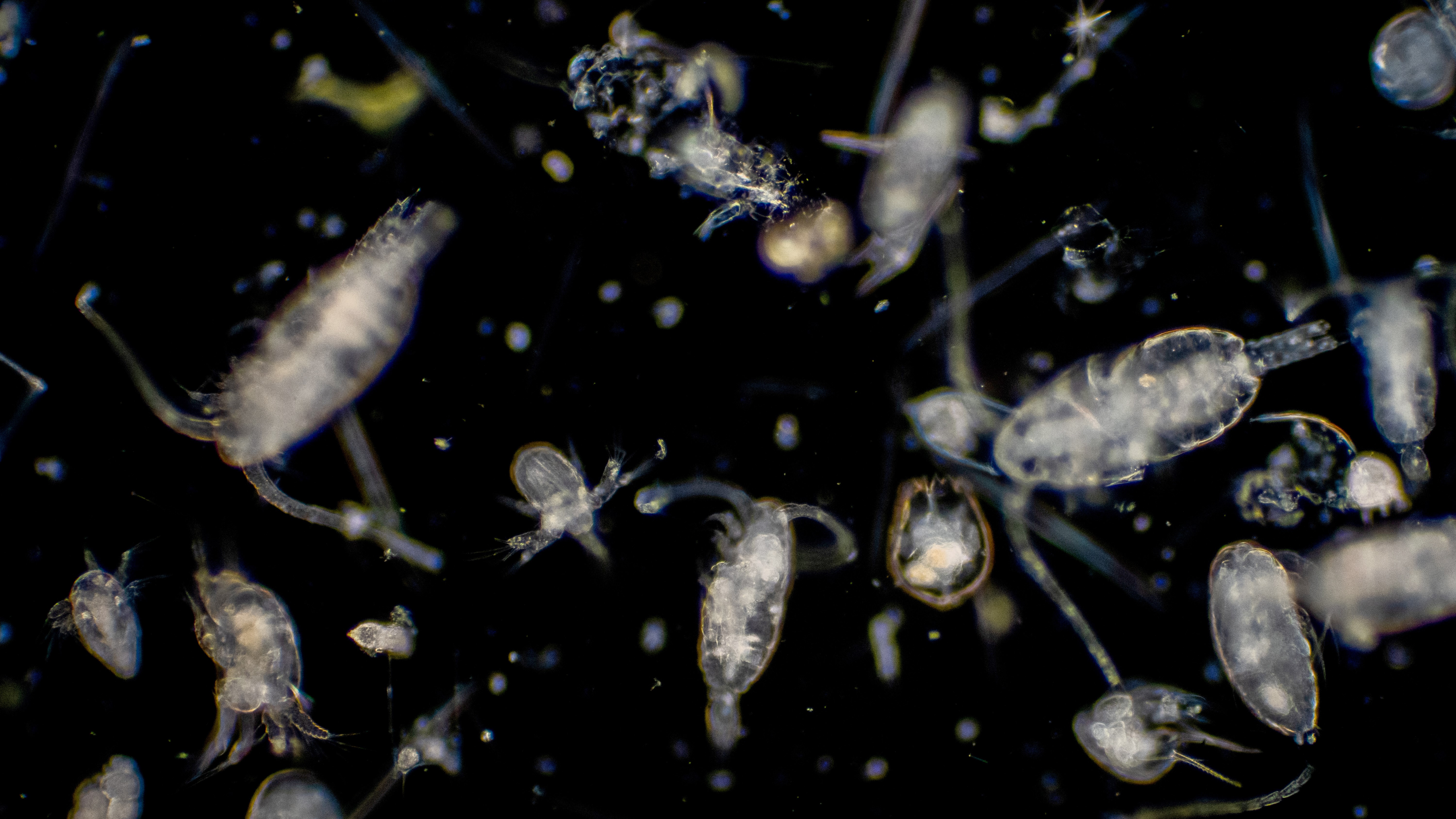 Зоопланктон уровень. Планктон. Зоопланктон под микроскопом. Вирусы мирового океана. Планктон в обуви.