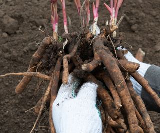 lifting peony rhizomes for transplanting