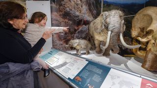 A woman and young girl look at two models of a mother dwarf elephant and her adorable calf. Next to them is a huge mammoth skull.