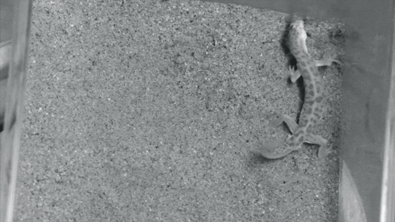 Geckos vigorously shook scorpions after catching them, then gulped them down whole.