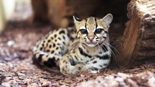 Margay