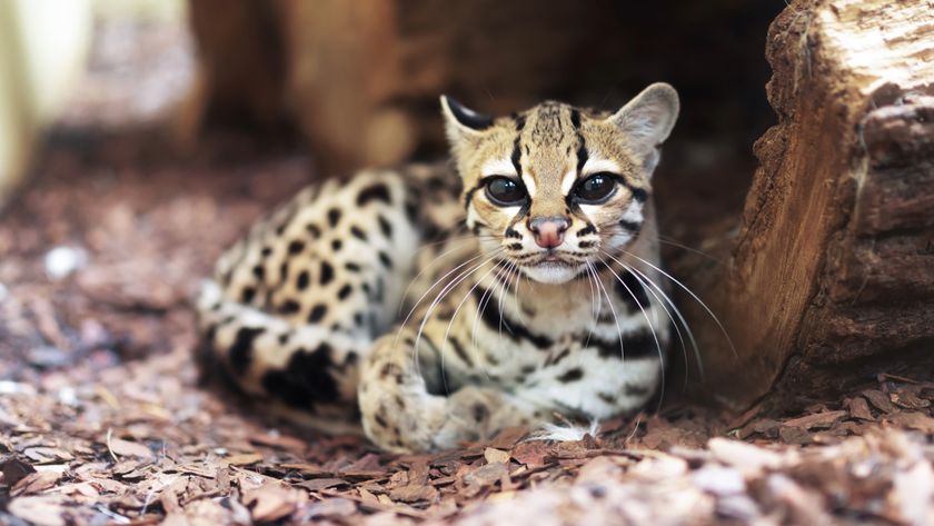 Margay