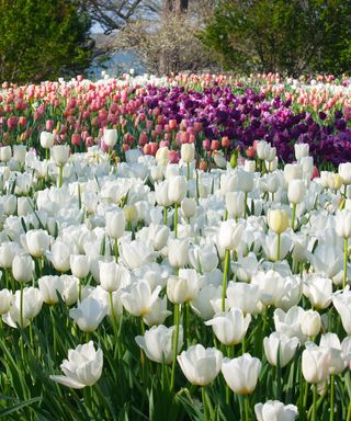 Botanic Gardens to visit this weekend, white tulips in Dallas, Texas