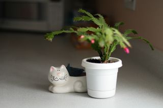 Christmas cactus and a decorative cat