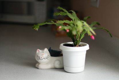 Are Christmas cactus poisonous to cats and dogs? Homes and Gardens
