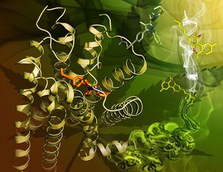 A marijuana receptor