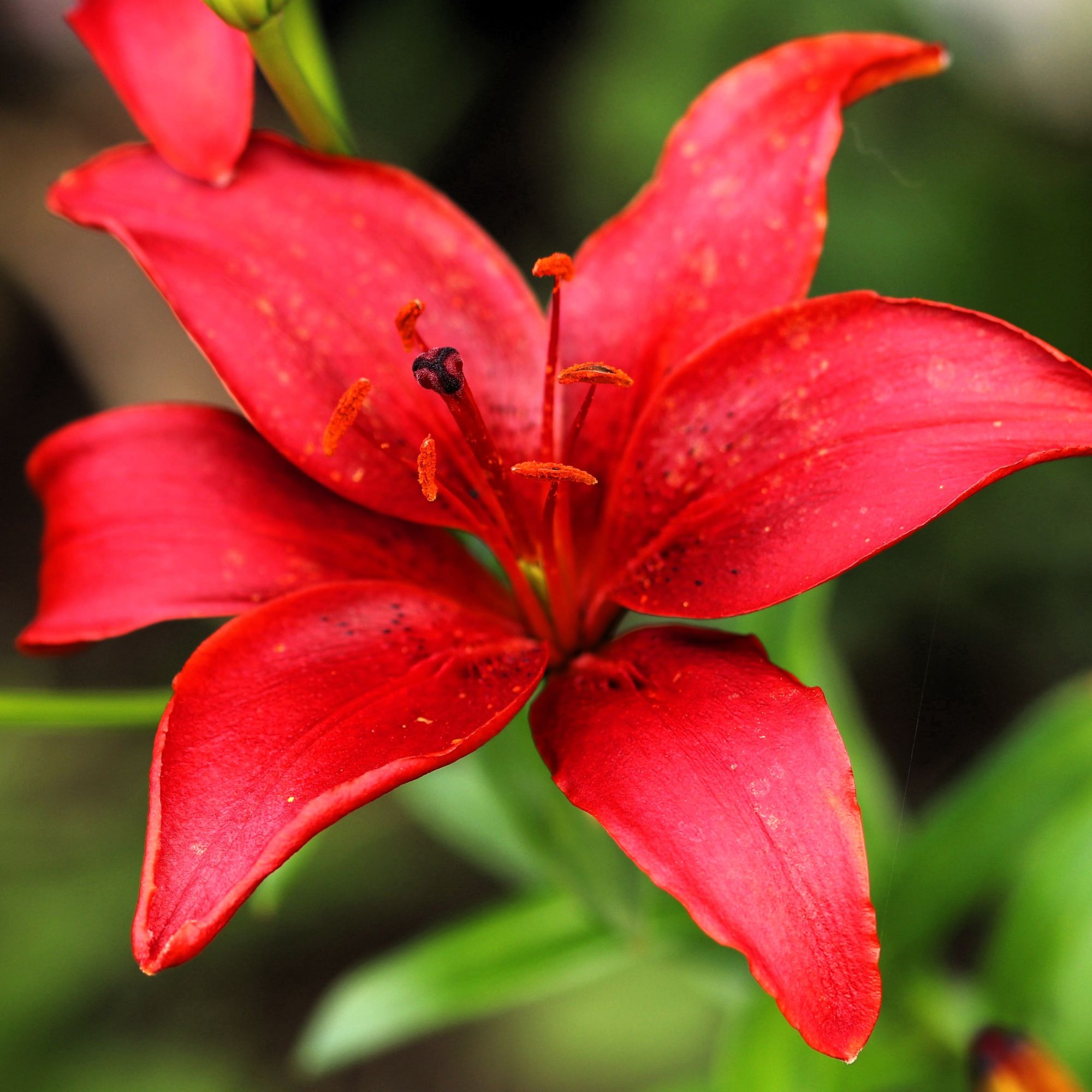 Red lily flower in garden