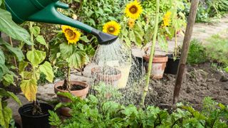 Picture shows sunflowers in pots, which are an easy flower to grow