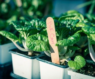 Bok choy seedlings