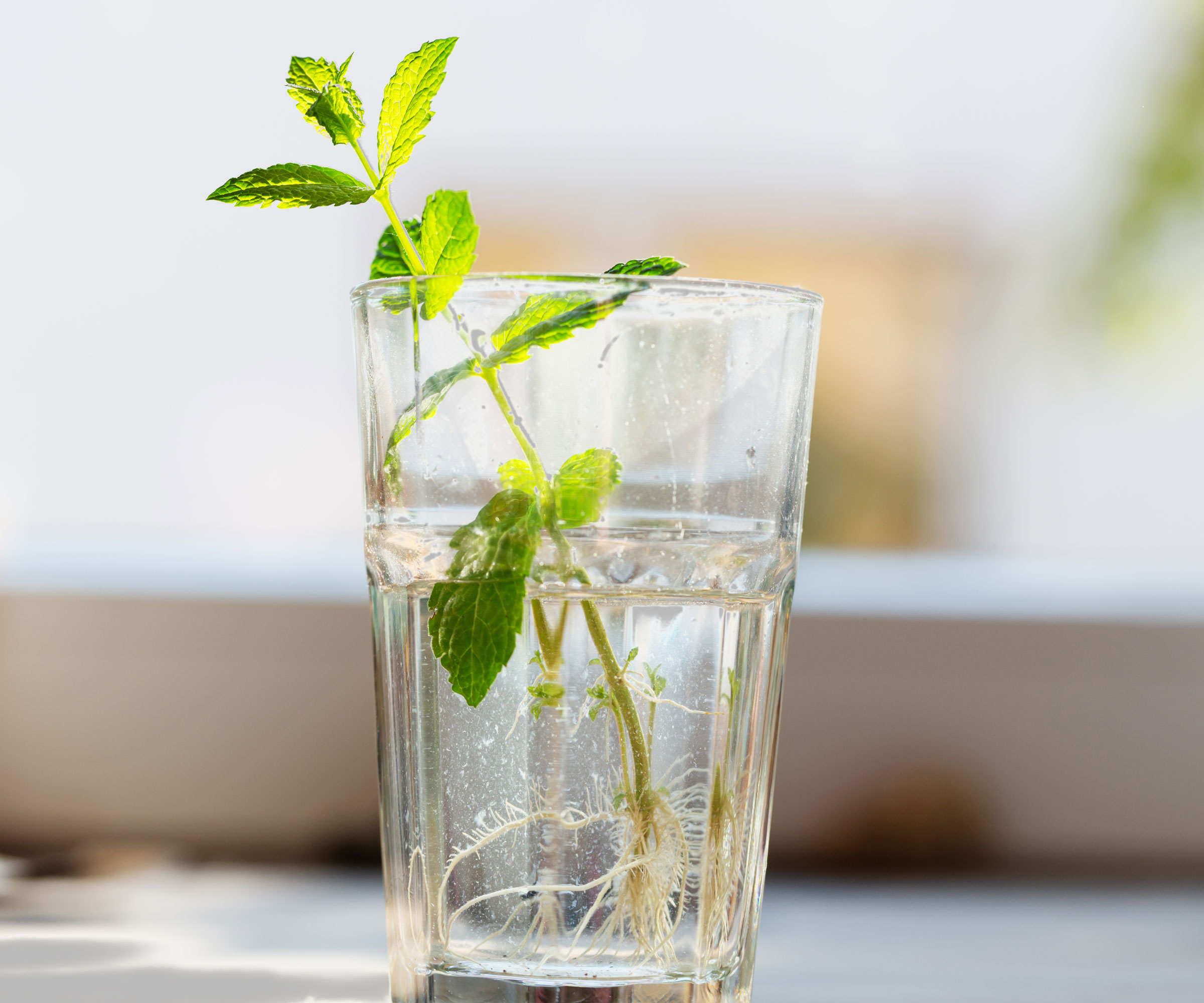 mint cutting rooting in glass of water