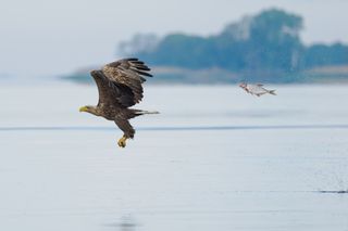 An eagle flying above water with a bream leaping out behind him