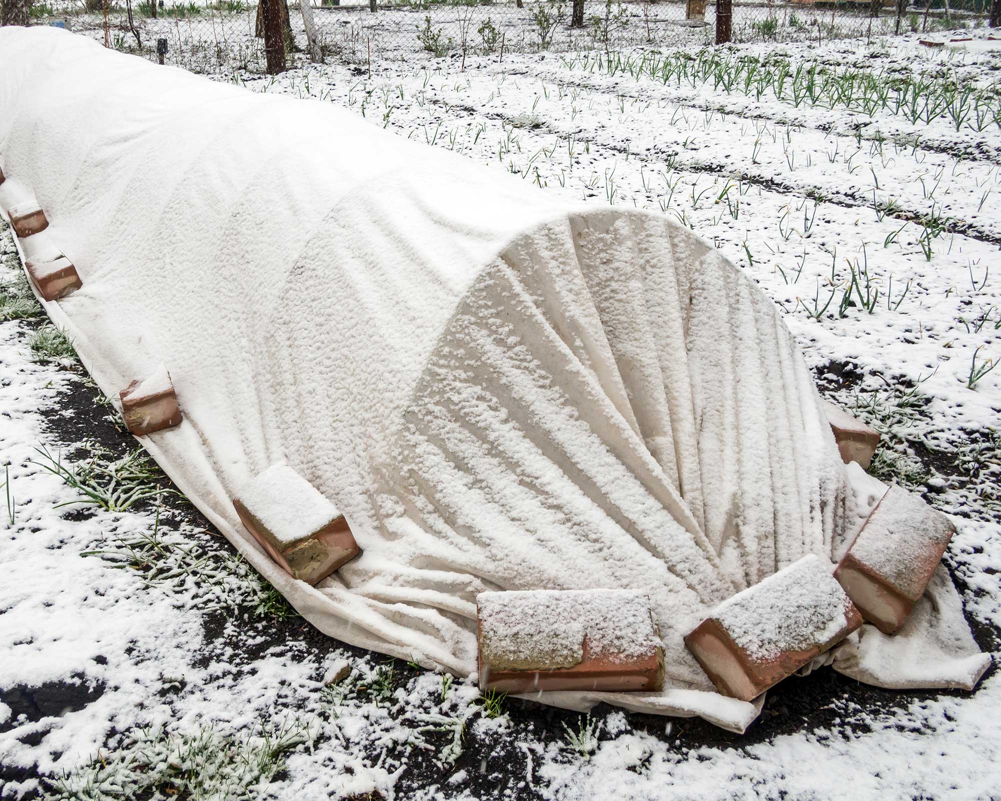 What is a frost cloth for plants and how do you use it? Gardeningetc