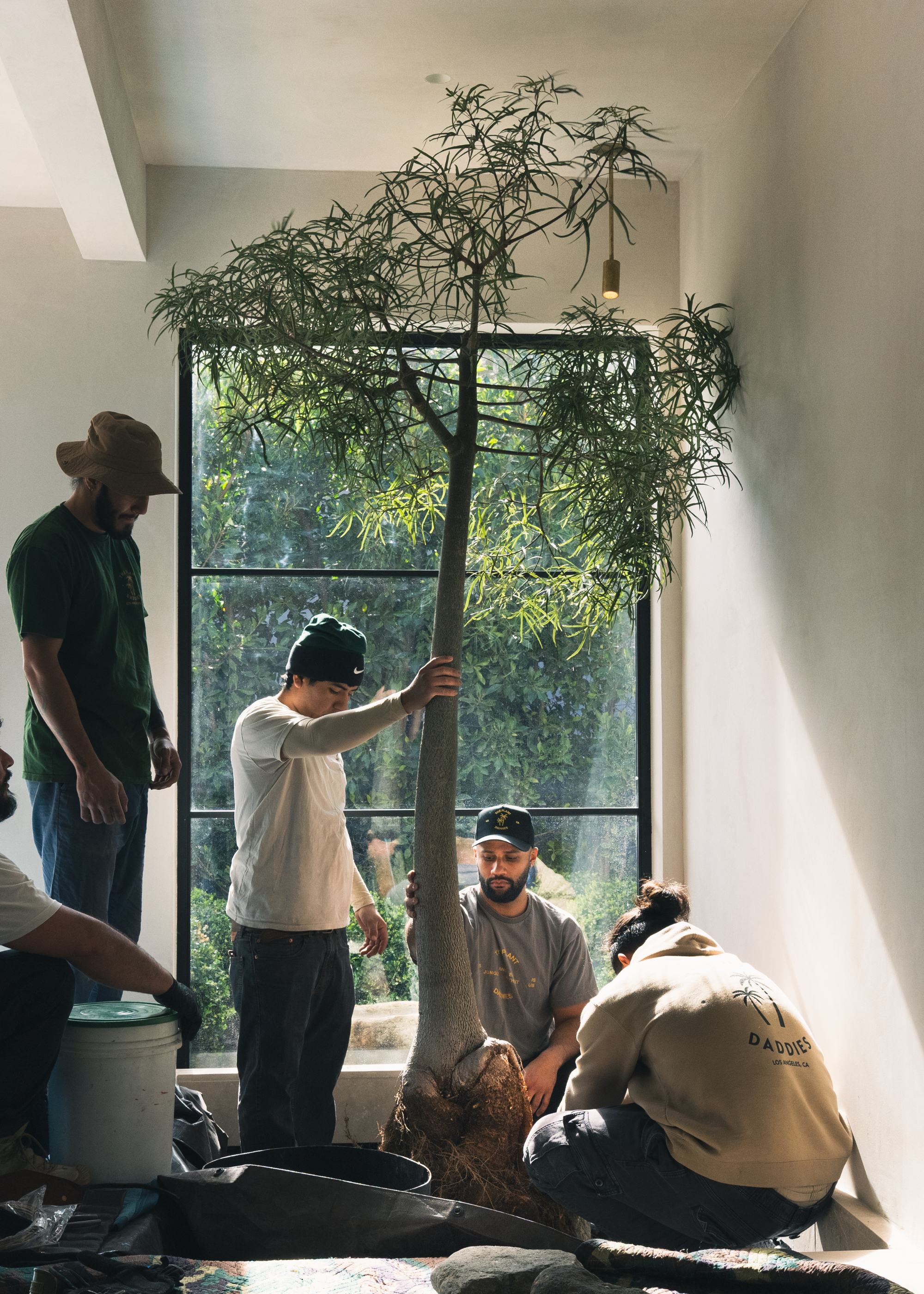 The Plant Daddies all working together to style a large indoor tree in the corner of a modern home