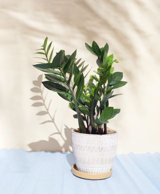 A zz plant in a white planter and on a light blue cloth