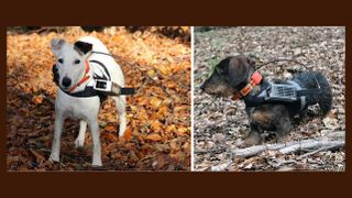 Here, two study participants, a fox terrier (left) and a miniature dachshund (right), are equipped with a GPS transmitter, an antenna and a camera.