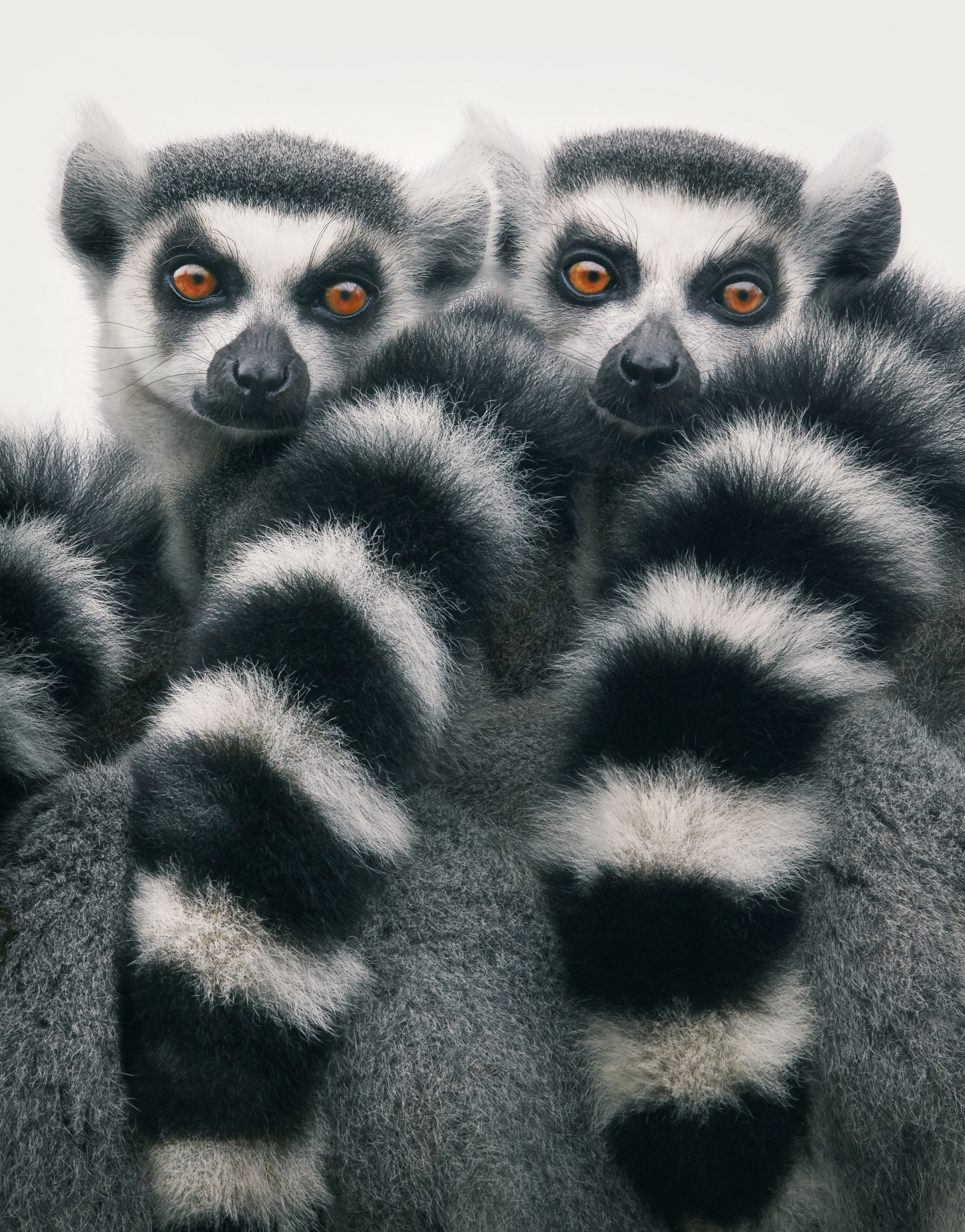 Tim Flach