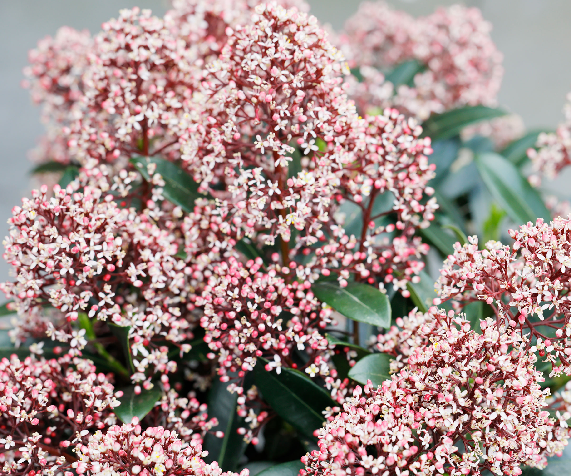 Japanese skimmia with clusters of pinky white flowers