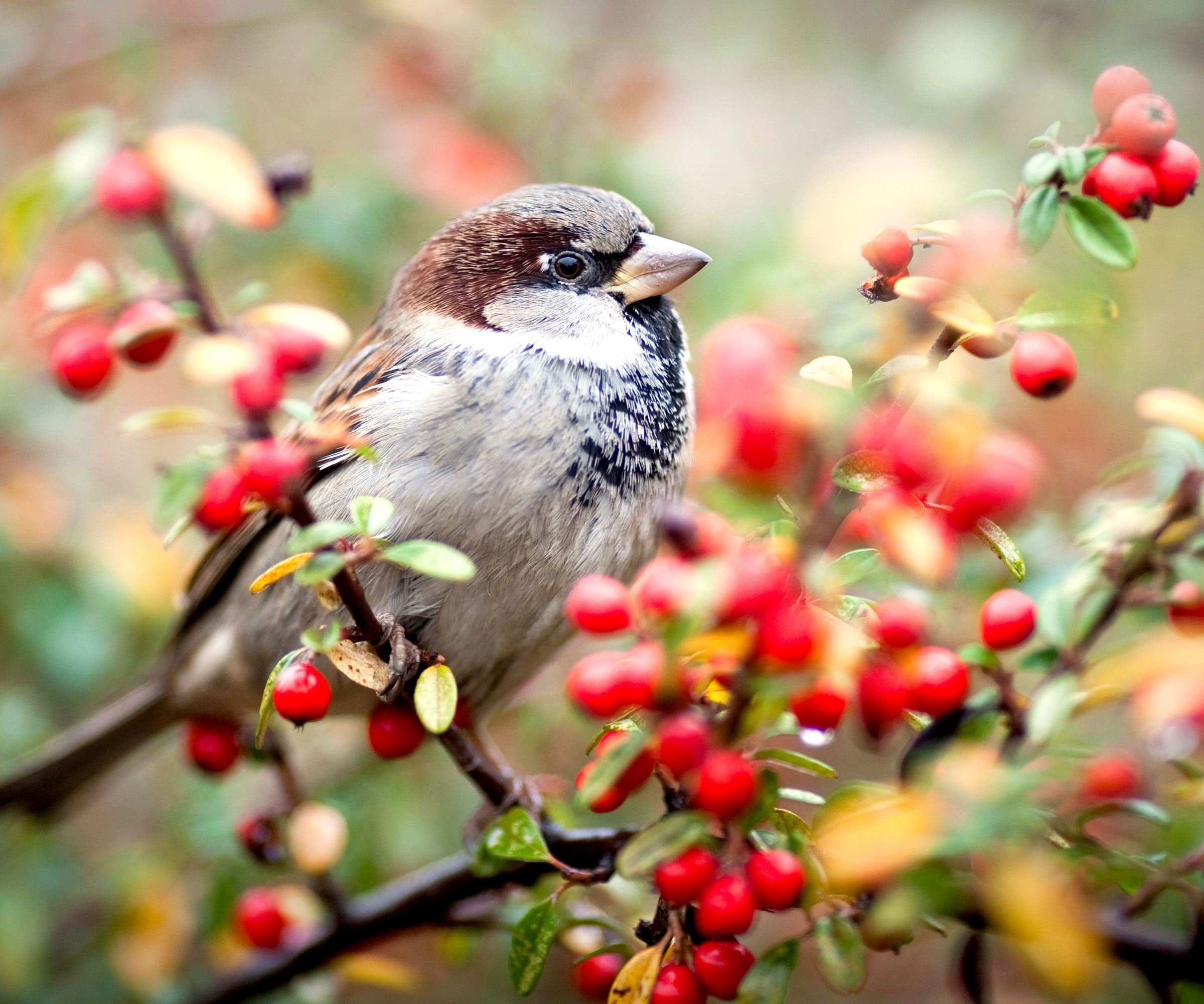 sparrow sitting on branch of shrub with red berries