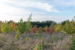 young trees growing amid tall grass