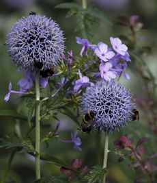 Bees on echinops flowers in a bee friendly garden 
