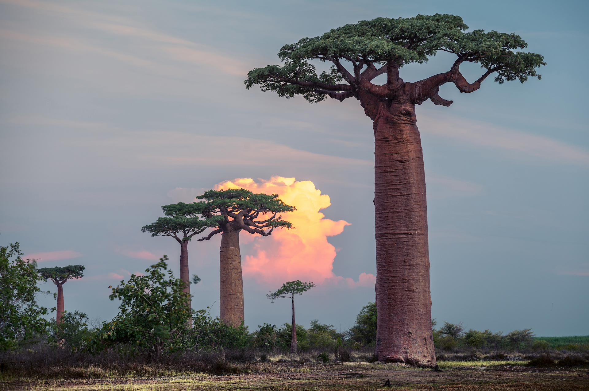 A photo of leafy baobab trees in Madagascar